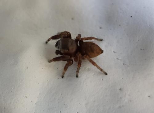 Evarcha arcuata